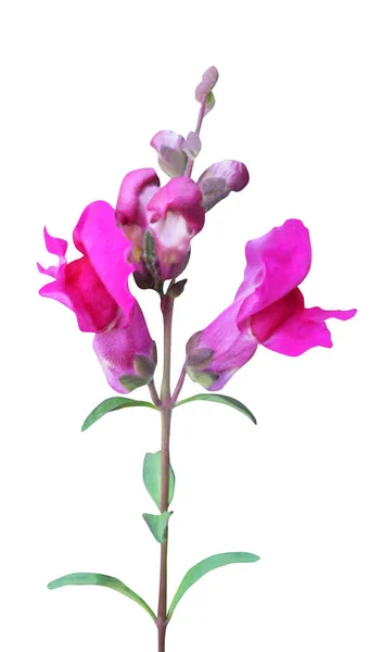 Vackra Rosa Snapdragon Drake Blomma Isolerad Vit Bakgrund Naturlig Blommig — Stockfoto