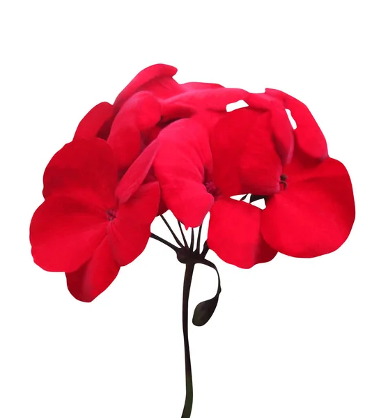 Bela Flor Gerânio Vermelho Isolado Fundo Branco Fundo Floral Natural — Fotografia de Stock