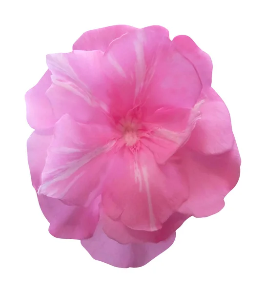 Красива Рожева Квітка Олеандр Ізольована Білому Тлі Натуральний Квітковий Фон — стокове фото
