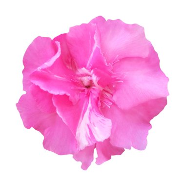 Beyaz arka planda izole edilmiş güzel pembe zakkum çiçeği. Doğal çiçek geçmişi var. Çiçek tasarım ögesi