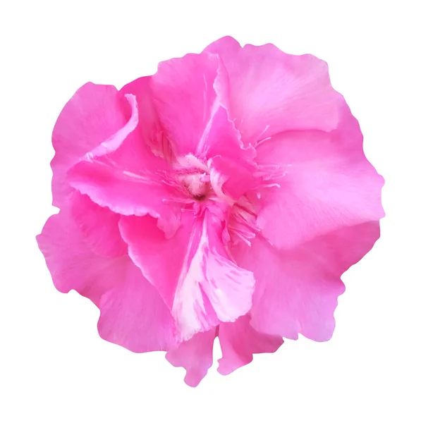Vacker Rosa Oleander Blomma Isolerad Vit Bakgrund Naturlig Blommig Bakgrund — Stockfoto
