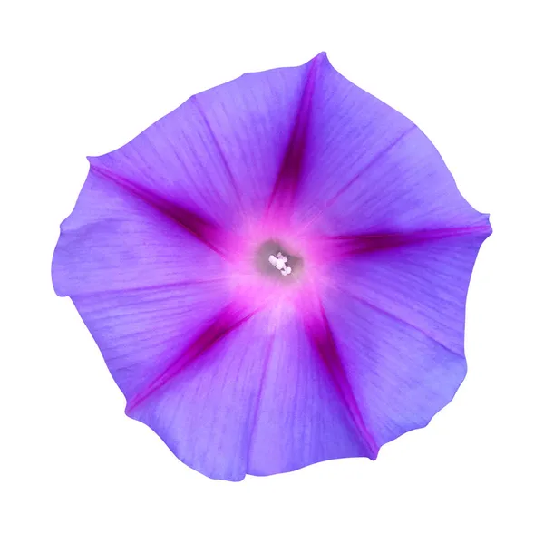 美しい青の朝の栄光の花の白い背景に隔離された 自然な花の背景 花のデザイン要素 — ストック写真