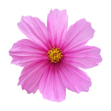Beyaz arka planda izole edilmiş güzel pembe kozmos çiçeği. Doğal çiçek geçmişi var. Çiçek tasarım ögesi