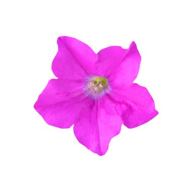 Güzel pembe petunya çiçeği beyaz arka planda izole edilmiş. Doğal çiçek geçmişi var. Çiçek tasarım ögesi