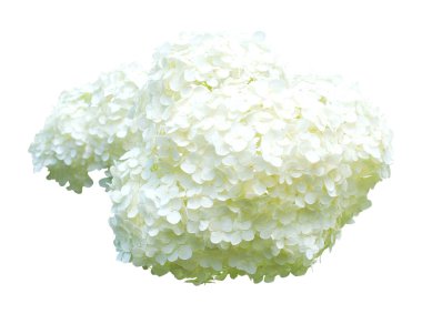 Beyaz arka planda izole edilmiş güzel beyaz ortanca çiçeği. Doğal çiçek geçmişi var. Çiçek tasarım ögesi