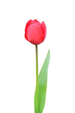 Beyaz arka planda izole edilmiş güzel kırmızı lale çiçeği. Doğal çiçek geçmişi var. Çiçek tasarım ögesi