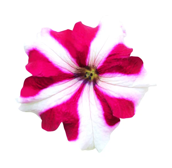 Vacker Vit Rosa Petunia Blomma Isolerad Vit Bakgrund Naturlig Blommig — Stockfoto