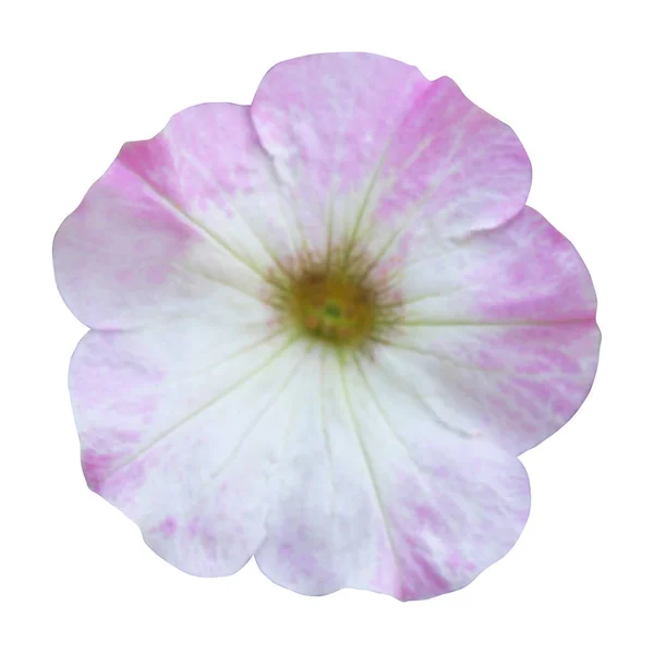 Vacker Pastell Rosa Petunia Blomma Isolerad Vit Bakgrund Naturlig Blommig — Stockfoto