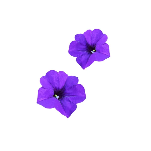 Prachtige Blauwe Petunia Bloem Geïsoleerd Witte Achtergrond Natuurlijke Bloemen Achtergrond — Stockfoto