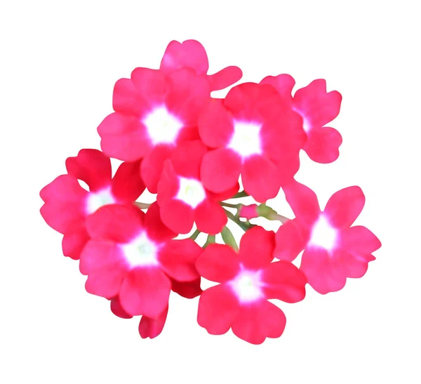 Beyaz Arka Planda Izole Edilmiş Güzel Kırmızı Verbena Çiçeği Doğal — Stok fotoğraf