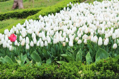 İlkbaharda güzel kırmızı ve beyaz lale çiçekleri, yaz bahçesi. Doğal çiçek arkaplanı