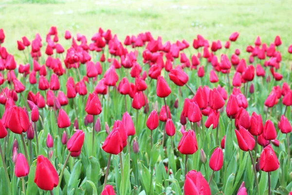 Piękne Czerwone Kwiaty Tulipana Wiosnę Letni Ogród Naturalne Tło Kwiatowe — Zdjęcie stockowe