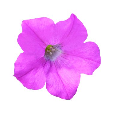 Güzel pembe petunya çiçeği beyaz arka planda izole edilmiş. Doğal çiçek geçmişi var. Çiçek tasarım ögesi