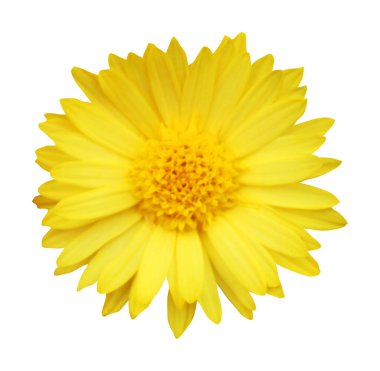 Beyaz arka planda izole edilmiş güzel kasımpatı çiçeği. Doğal çiçek geçmişi var. Çiçek tasarım ögesi