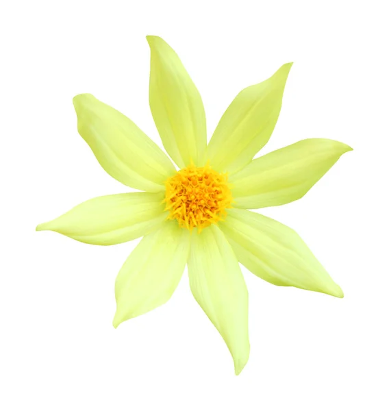 Όμορφο Κίτρινο Λουλούδι Ντάλια Απομονωμένο Λευκό Φόντο Φυσικό Φόντο Λουλουδιών — Φωτογραφία Αρχείου