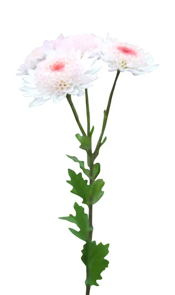 Krásné Pastelové Růžové Květy Chryzantémy Izolované Bílém Pozadí Přírodní Květinové — Stock fotografie