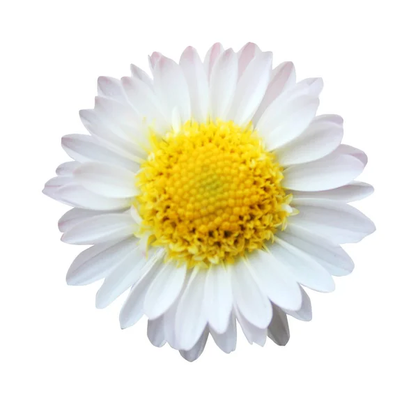 Vacker Vit Krysantemum Blomma Isolerad Vit Bakgrund Naturlig Blommig Bakgrund — Stockfoto