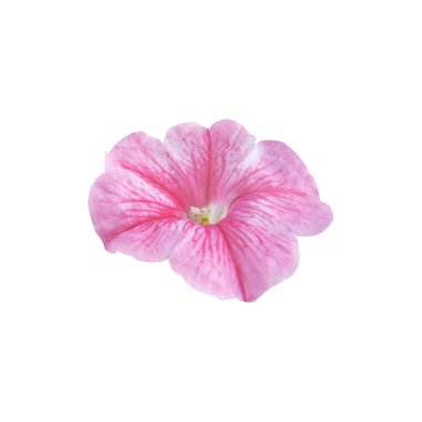 Beyaz arka planda izole edilmiş güzel pembe petunya çiçeği. Doğal çiçek geçmişi var. Çiçek tasarım ögesi
