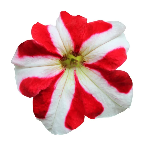 Vacker Röd Vit Petunia Blomma Isolerad Vit Bakgrund Naturlig Blommig — Stockfoto