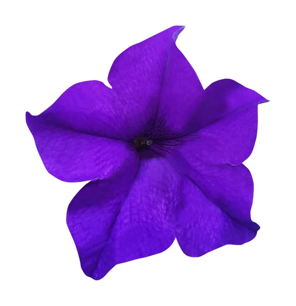 Vacker Blå Petunia Blomma Isolerad Vit Bakgrund Naturlig Blommig Bakgrund — Stockfoto