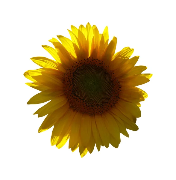 Прекрасний Соняшник Ізольований Білому Тлі Натуральний Квітковий Фон Квітковий Елемент — стокове фото