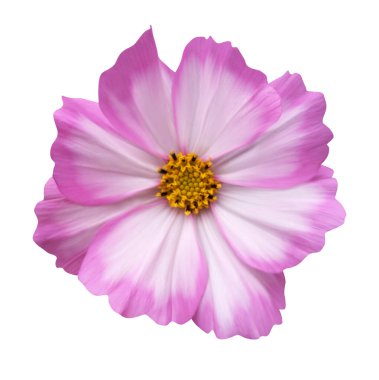 Beyaz arka planda izole edilmiş güzel pembe kozmos çiçeği. Doğal çiçek geçmişi var. Çiçek tasarım ögesi