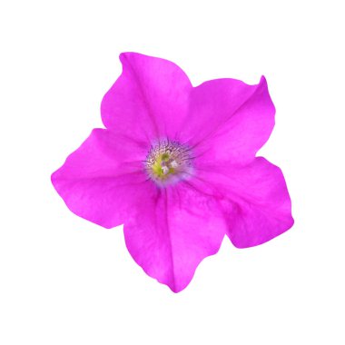 Güzel pembe petunya çiçeği beyaz arka planda izole edilmiş. Doğal çiçek geçmişi var. Çiçek tasarım ögesi