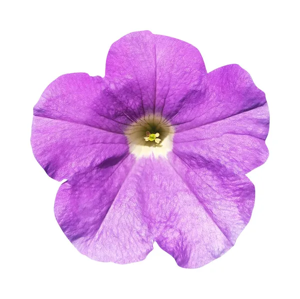 Красивый Фиолетовый Цветок Петунии Выделен Белом Фоне Естественный Цветочный Фон — стоковое фото