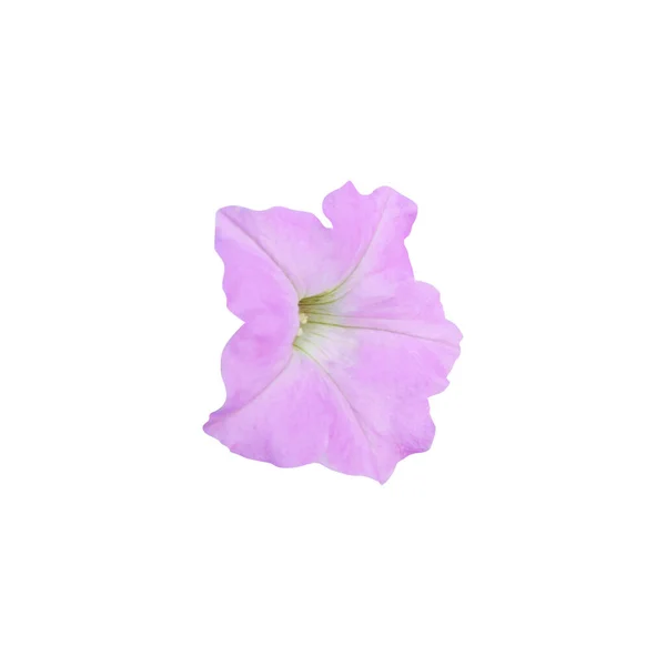 Prachtige Roze Petunia Bloem Geïsoleerd Witte Achtergrond Natuurlijke Bloemen Achtergrond — Stockfoto