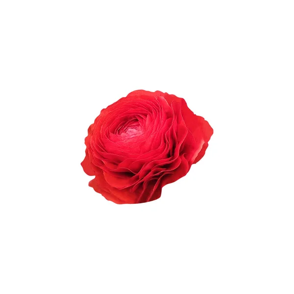 Hermosa Flor Ranúnculo Rojo Aislado Sobre Fondo Blanco Fondo Floral — Foto de Stock