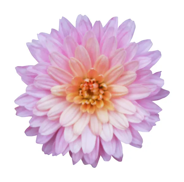 Prachtige Pastel Roze Chrysant Bloem Geïsoleerd Witte Achtergrond Natuurlijke Bloemen — Stockfoto