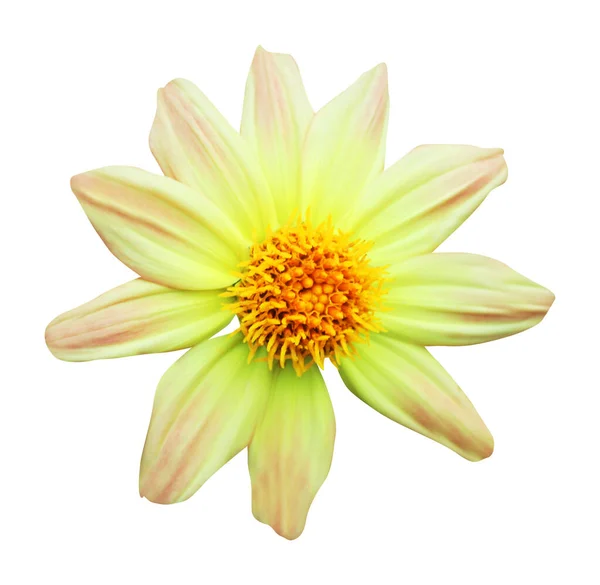 Όμορφο Κίτρινο Λουλούδι Ντάλια Απομονωμένο Λευκό Φόντο Φυσικό Φόντο Λουλουδιών — Φωτογραφία Αρχείου