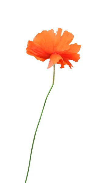 Mooie Oranje Papaver Bloem Geïsoleerd Witte Achtergrond Natuurlijke Bloemen Achtergrond — Stockfoto