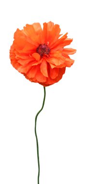 Beyaz arka planda izole edilmiş güzel turuncu gelincik çiçeği. Doğal çiçek geçmişi var. Çiçek tasarım ögesi