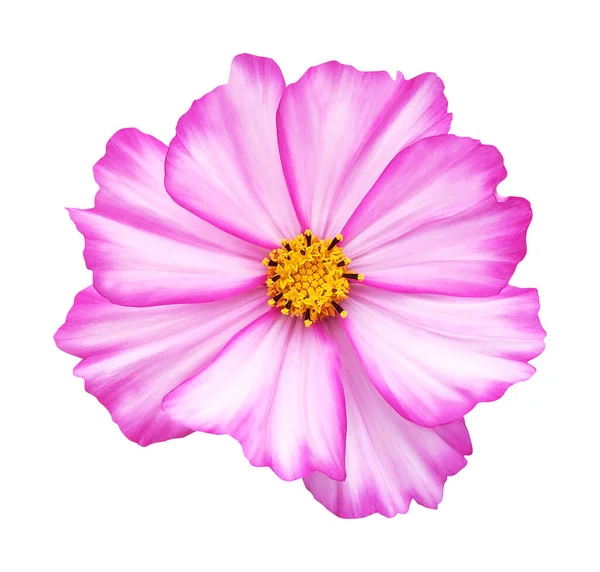 Piękny Różowy Cosmos Kosmetyczne Kwiat Izolowane Białym Tle Naturalne Tło — Zdjęcie stockowe
