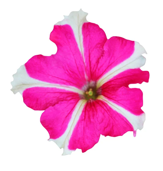 Vacker Vit Rosa Petunia Blomma Isolerad Vit Bakgrund Naturlig Blommig — Stockfoto