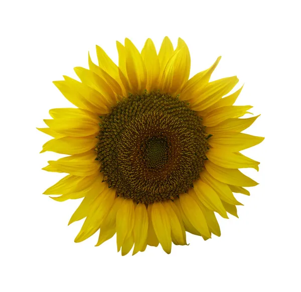 Bellissimo Girasole Isolato Sfondo Bianco Fondo Floreale Naturale Elemento Design — Foto Stock