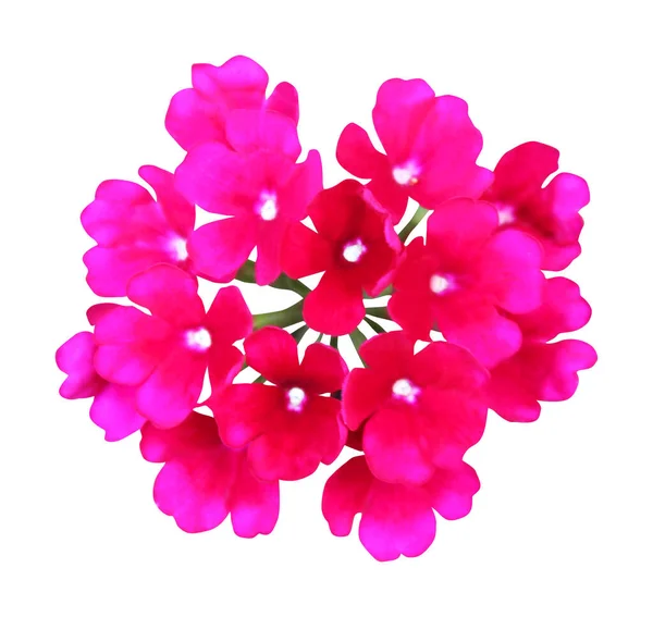 Vacker Rosa Verbena Blomma Isolerad Vit Bakgrund Naturlig Blommig Bakgrund — Stockfoto