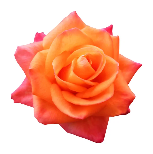 Bella Rosa Arancio Fiore Rosa Isolato Sfondo Bianco Fondo Floreale — Foto Stock