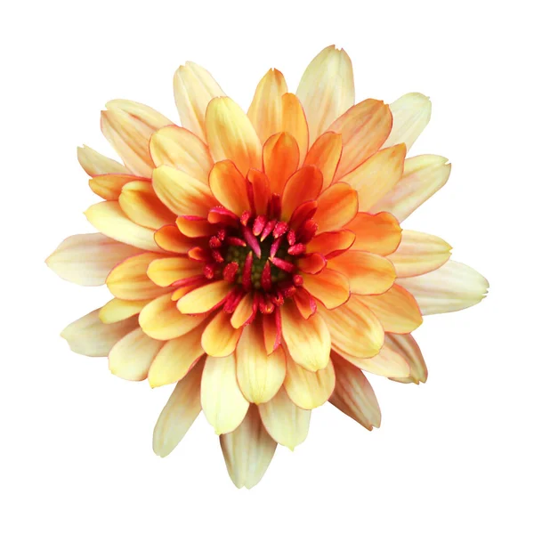 Όμορφο Πορτοκαλί Χρυσάνθεμο Λουλούδι Που Απομονώνεται Λευκό Φόντο Φυσικό Φόντο — Φωτογραφία Αρχείου