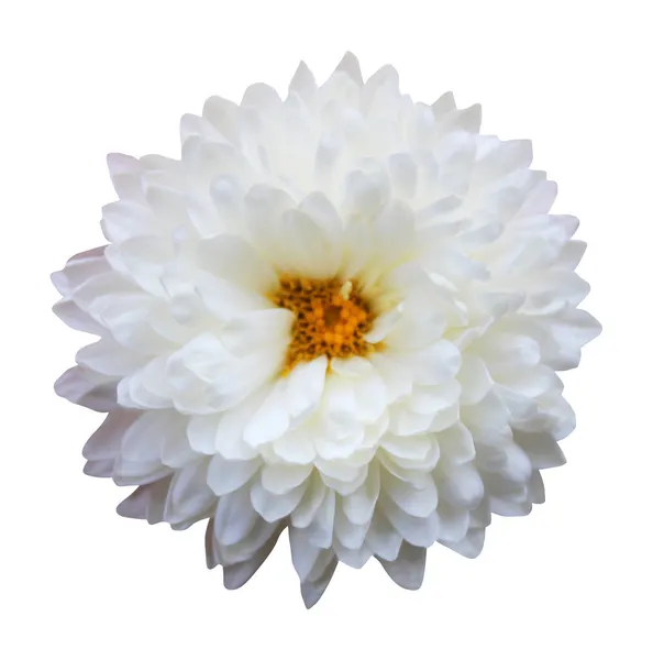 Belle Fleur Chrysanthème Blanc Isolé Sur Fond Blanc Fond Floral — Photo