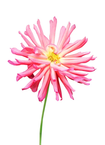 Beautiful Pink Dahlia Flower Isolated White Background Natural Floral Background — Stock Photo, Image