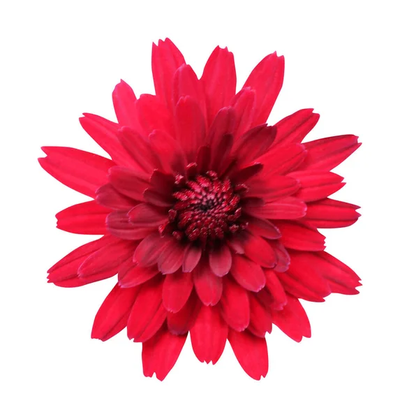 Mooie Rode Chrysant Bloem Geïsoleerd Witte Achtergrond Natuurlijke Bloemen Achtergrond — Stockfoto