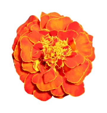 Beyaz arka planda izole edilmiş güzel kadife çiçeği. Doğal çiçek geçmişi var. Çiçek tasarım ögesi