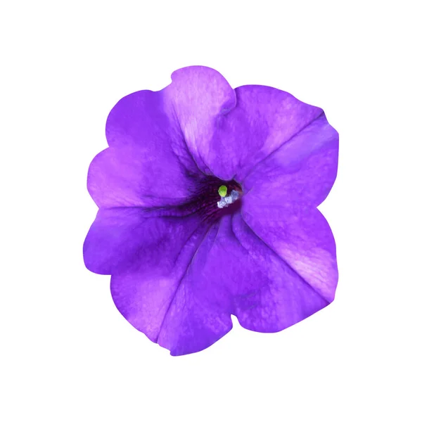 Prachtige Petunia Bloem Geïsoleerd Witte Achtergrond Natuurlijke Bloemen Achtergrond Floral — Stockfoto