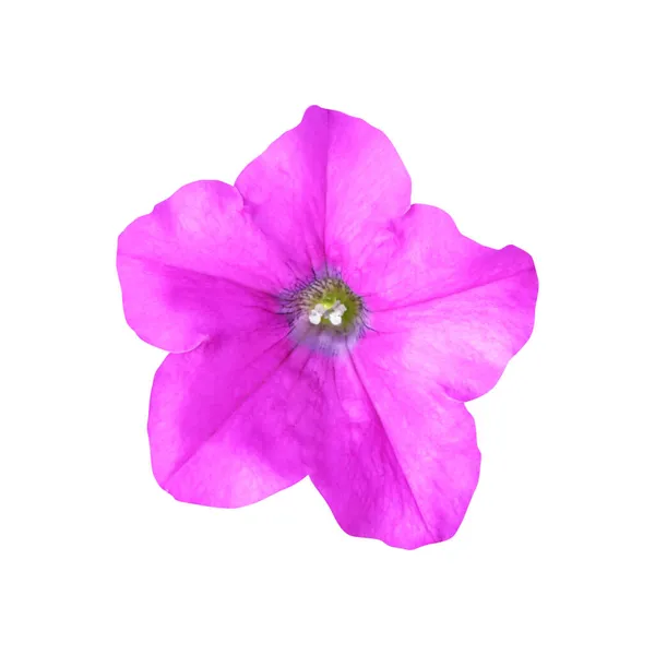 Белом Фоне Выделяется Розово Фиолетовый Цветок Петунии Естественный Цветочный Фон — стоковое фото