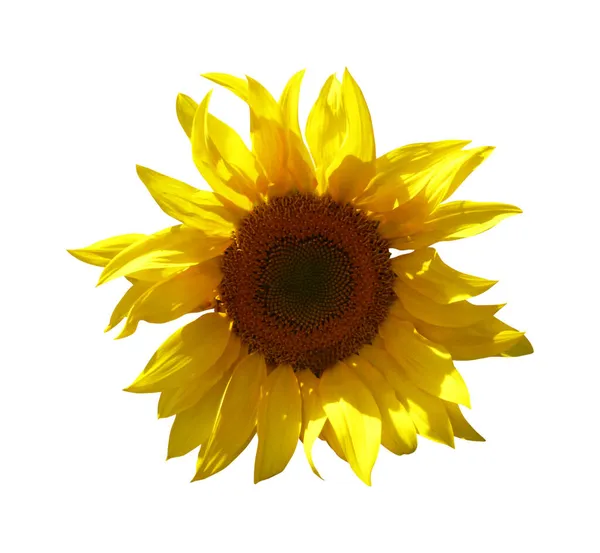 Прекрасний Соняшник Ізольований Білому Тлі Натуральний Квітковий Фон Квітковий Елемент — стокове фото