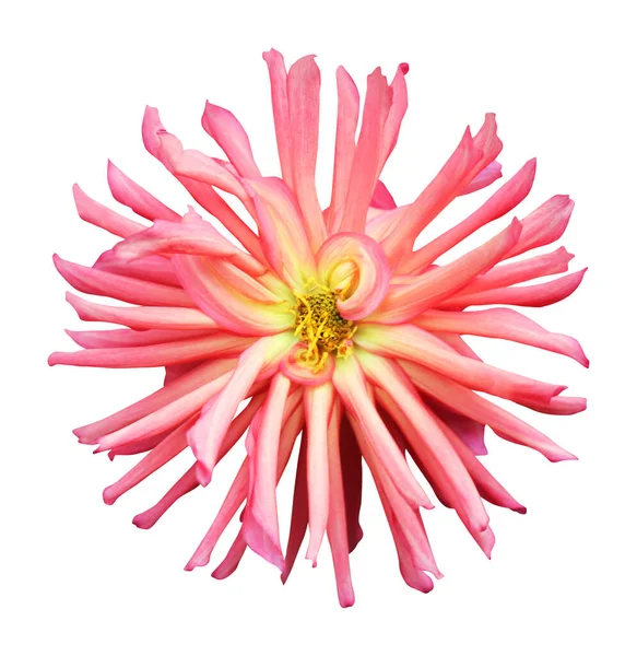 Beautiful Pink Dahlia Flower Isolated White Background Natural Floral Background — Stock Photo, Image