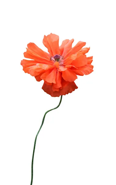 Mooie Oranje Papaver Bloem Geïsoleerd Witte Achtergrond Natuurlijke Bloemen Achtergrond — Stockfoto