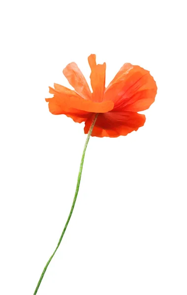 Krásné Oranžové Mák Květiny Izolované Bílém Pozadí Přírodní Květinové Pozadí — Stock fotografie